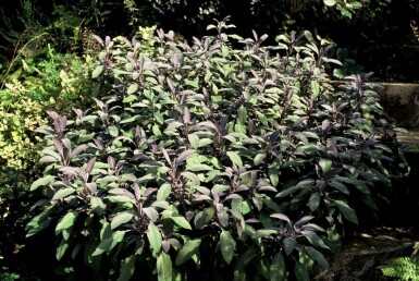 Garten-Salbei Salvia officinalis 'Purpurascens' 5-10 Topf 9x9 cm (P9) Salvia officinalis 'Purpurascens'