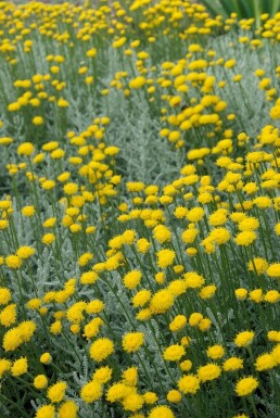 Heiligenkraut Santolina chamaecyparissus 10-15 Topf 2 ltr. (C2) Santolina chamaecyparissus