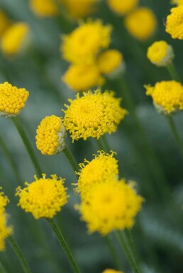 Heiligenkraut Santolina chamaecyparissus 10-15 Topf 2 ltr. (C2) Santolina chamaecyparissus