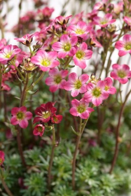 Garten-Moos-Steinbrech Saxifraga 'Peter Pan' 5-10 Topf 9x9 cm (P9)