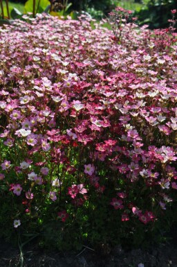 Saxifraga (A) 'Purpurteppich'