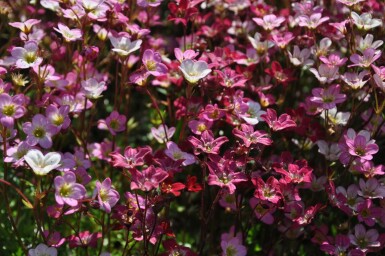 Moossteinbreck Saxifraga (A) 'Purpurteppich' 5-10 Topf 9x9 cm (P9) Saxifraga (A) 'Purpurteppich'