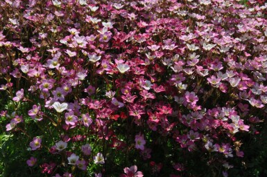 Moossteinbreck Saxifraga (A) 'Purpurteppich' 5-10 Topf 9x9 cm (P9) Saxifraga (A) 'Purpurteppich'