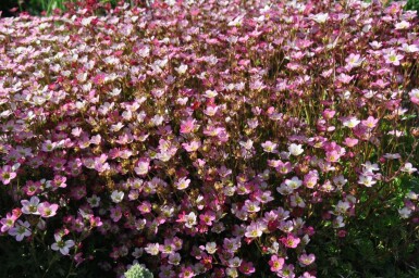 Moossteinbreck Saxifraga (A) 'Purpurteppich' 5-10 Topf 9x9 cm (P9) Saxifraga (A) 'Purpurteppich'