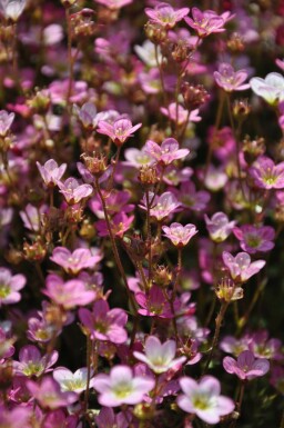 Moossteinbreck Saxifraga (A) 'Purpurteppich' 5-10 Topf 9x9 cm (P9) Saxifraga (A) 'Purpurteppich'