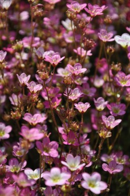 Moossteinbreck Saxifraga (A) 'Purpurteppich' 5-10 Topf 9x9 cm (P9)