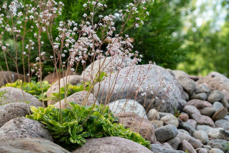 Porzellanblümchen Saxifraga urbium 'Variegata' 5-10 Topf 9x9 cm (P9) Saxifraga urbium 'Variegata'
