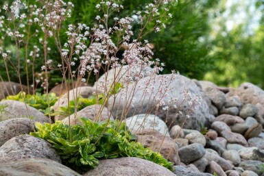 Porzellanblümchen Saxifraga urbium 'Variegata' 5-10 Topf 9x9 cm (P9) Saxifraga urbium 'Variegata'