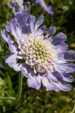 Garten Skabiose Scabiosa caucasica 'Perfecta' 5-10 Topf 9x9 cm (P9)