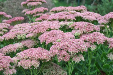 Großes Fettblatt Sedum 'Herbstfreude' 5-10 Topf 9x9 cm (P9) Sedum 'Herbstfreude'