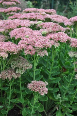 Großes Fettblatt Sedum 'Herbstfreude' 5-10 Topf 9x9 cm (P9)