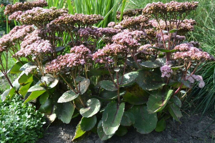 Hohe Fetthenne Sedum 'Matrona' 5-10 Topf 9x9 cm (P9) Sedum 'Matrona'