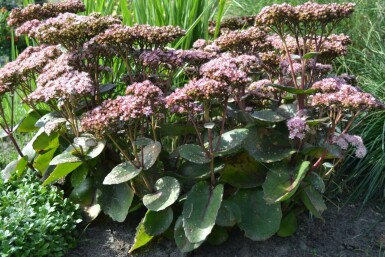 Hohe Fetthenne Sedum 'Matrona' 5-10 Topf 9x9 cm (P9)