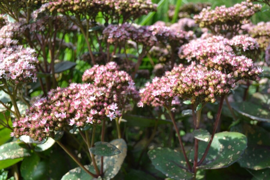 Hohe Fetthenne Sedum 'Matrona' 5-10 Topf 9x9 cm (P9) Sedum 'Matrona'