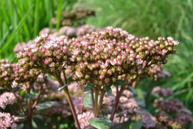 Hohe Fetthenne Sedum 'Matrona' 5-10 Topf 9x9 cm (P9)