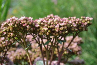 Hohe Fetthenne Sedum 'Matrona' 5-10 Topf 9x9 cm (P9) Sedum 'Matrona'