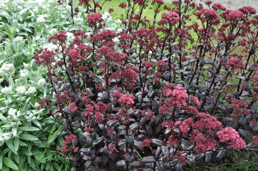 Großes Fettblatt Sedum 'Purple Emperor' 5-10 Topf 9x9 cm (P9) Sedum 'Purple Emperor'