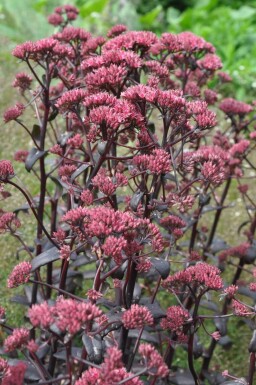 Großes Fettblatt Sedum 'Purple Emperor' 5-10 Topf 9x9 cm (P9) Sedum 'Purple Emperor'