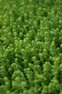 Scharfer Mauerpfeffer Sedum acre 5-10 Topf 9x9 cm (P9) Sedum acre