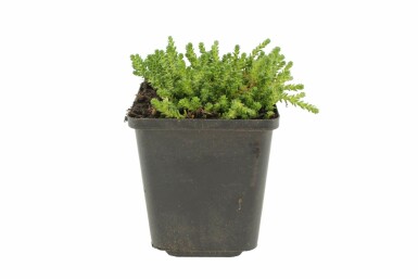 Scharfer Mauerpfeffer Sedum acre 5-10 Topf 9x9 cm (P9) Sedum acre