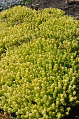 Mauerpfeffer Sedum acre 'Yellow Queen' 5-10 Topf 9x9 cm (P9)