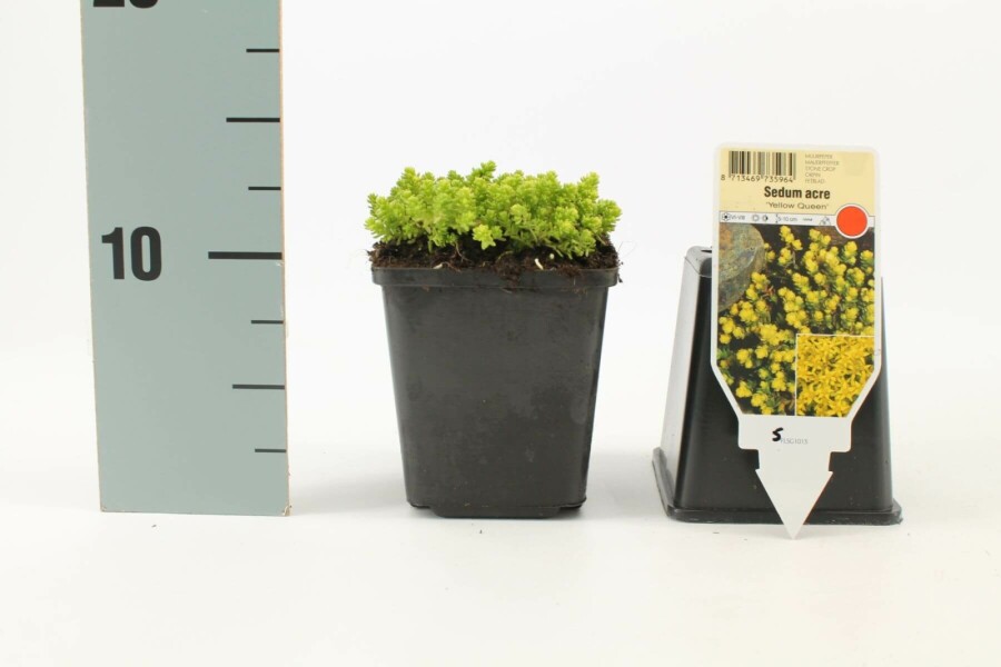 Mauerpfeffer Sedum acre 'Yellow Queen' 5-10 Topf 9x9 cm (P9) Sedum acre 'Yellow Queen'