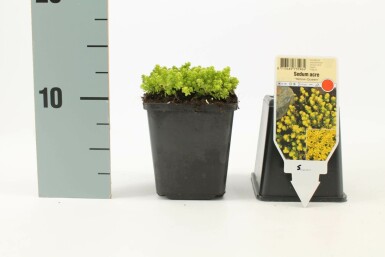 Mauerpfeffer Sedum acre 'Yellow Queen' 5-10 Topf 9x9 cm (P9)