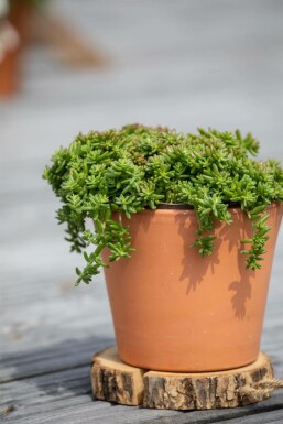 Rotmoos-Mauerpfeffer Sedum album 'Coral Carpet' 5-10 Topf 9x9 cm (P9) Sedum album 'Coral Carpet'
