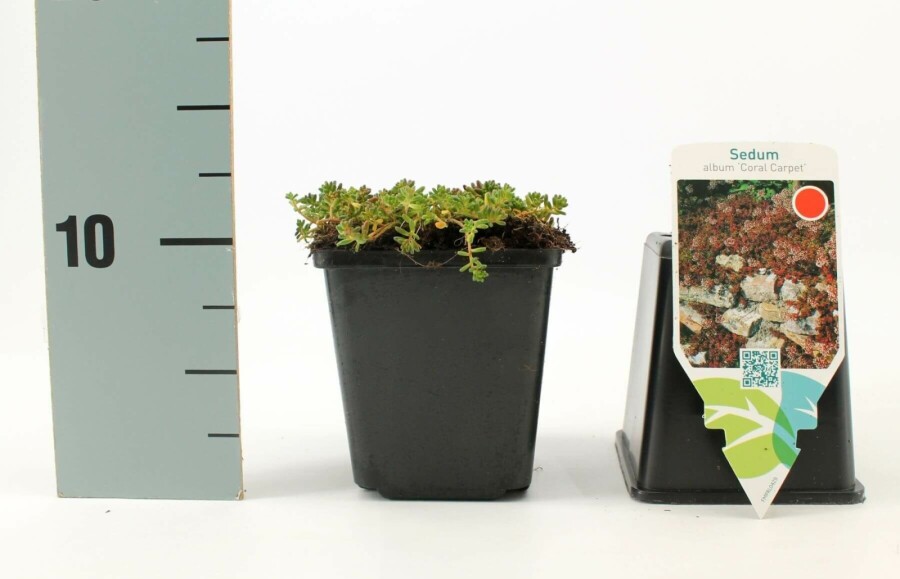 Rotmoos-Mauerpfeffer Sedum album 'Coral Carpet' 5-10 Topf 9x9 cm (P9) Sedum album 'Coral Carpet'