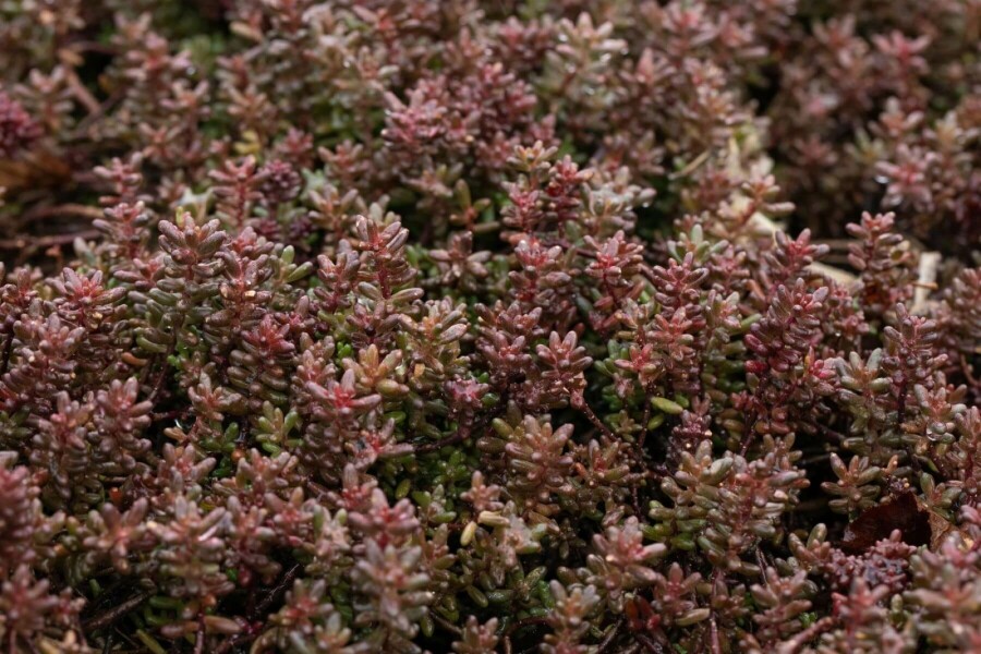 Rotmoos-Mauerpfeffer Sedum album 'Murale' 5-10 Topf 9x9 cm (P9) Sedum album 'Murale'