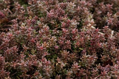 Rotmoos-Mauerpfeffer Sedum album 'Murale' 5-10 Topf 9x9 cm (P9) Sedum album 'Murale'