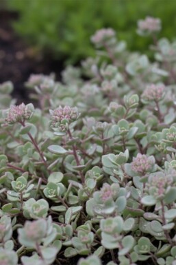 Fetthenne Sedum cauticola 'Lidakense' 5-10 Topf 9x9 cm (P9) Sedum cauticola 'Lidakense'