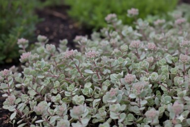 Fetthenne Sedum cauticola 'Lidakense' 5-10 Topf 9x9 cm (P9) Sedum cauticola 'Lidakense'