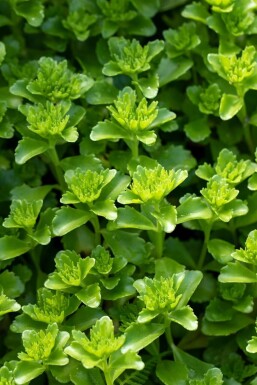 Ausgebreitetes Fettblatt Sedum floriferum 5-10 Topf 9x9 cm (P9) Sedum floriferum