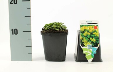 Ausgebreitetes Fettblatt Sedum floriferum 5-10 Topf 9x9 cm (P9) Sedum floriferum