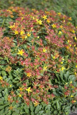 Reichblühendes Garten-Fettblatt Sedum floriferum 'Weihenstephaner Gold' 5-10 Topf 9x9 cm (P9) Sedum floriferum 'Weihenstephaner Gold'