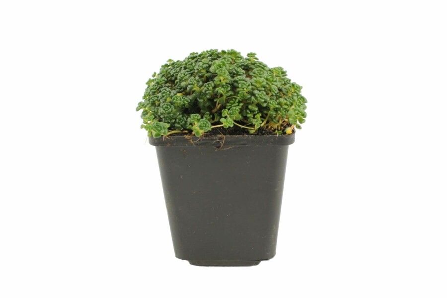 Fetthenne Sedum oreganum 5-10 Topf 9x9 cm (P9) Sedum oreganum