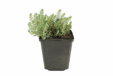 Tripmadam-Fetthenne Sedum reflexum 5-10 Topf 9x9 cm (P9) Sedum reflexum