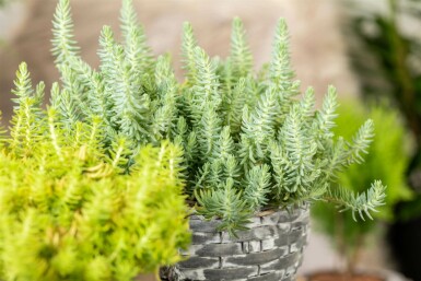 Tripmadam-Fetthenne Sedum reflexum 5-10 Topf 9x9 cm (P9) Sedum reflexum