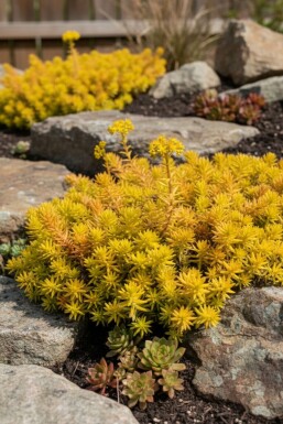 Nickendes Fettblatt Sedum reflexum 'Aurea' 5-10 Topf 9x9 cm (P9) Sedum reflexum 'Aurea'