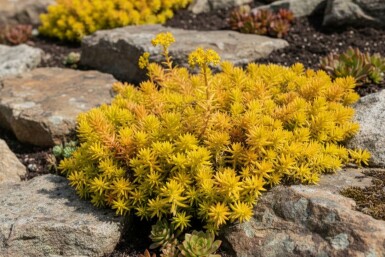 Nickendes Fettblatt Sedum reflexum 'Aurea' 5-10 Topf 9x9 cm (P9) Sedum reflexum 'Aurea'