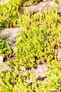 Goldmoos-Fettblatt Sedum sexangulare 5-10 Topf 9x9 cm (P9) Sedum sexangulare