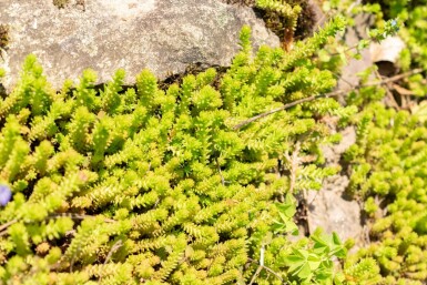 Goldmoos-Fettblatt Sedum sexangulare 5-10 Topf 9x9 cm (P9) Sedum sexangulare