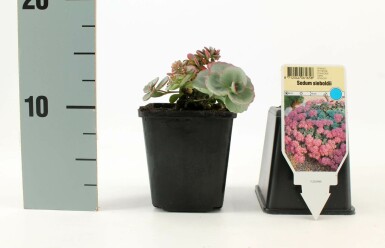 Oktober-Fetthenne Sedum sieboldii 5-10 Topf 9x9 cm (P9)