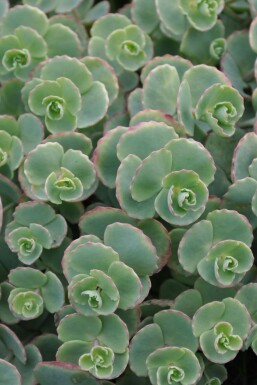 Oktober-Fetthenne Sedum sieboldii 5-10 Topf 9x9 cm (P9) Sedum sieboldii