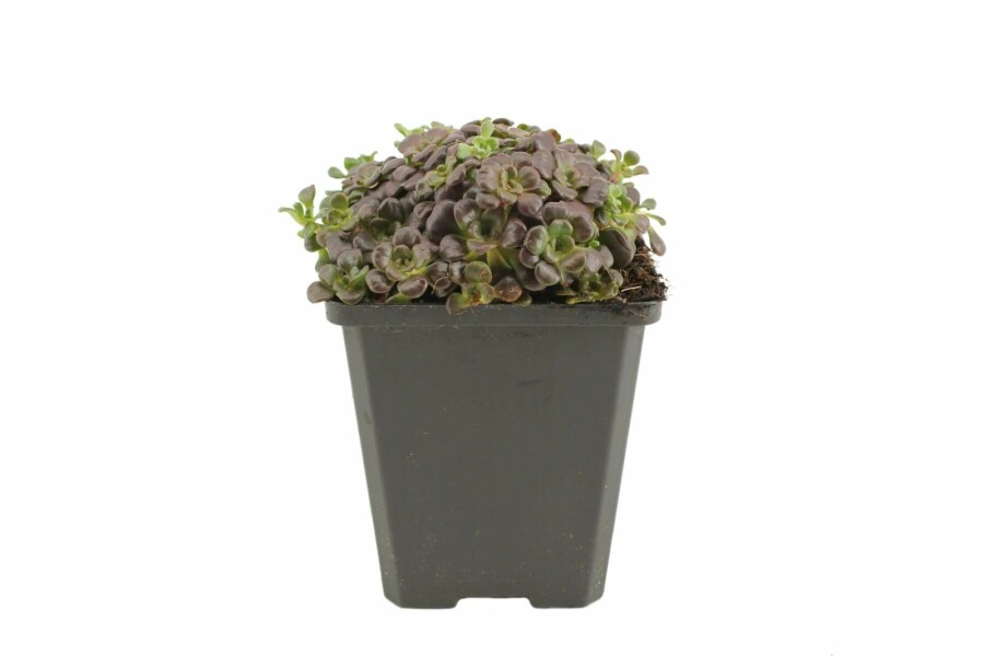 Spatelblättriges Fettblatt Sedum spathulifolium 'Purpureum' 5-10 Topf 9x9 cm (P9) Sedum spathulifolium 'Purpureum'