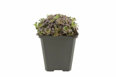 Spatelblättriges Fettblatt Sedum spathulifolium 'Purpureum' 5-10 Topf 9x9 cm (P9) Sedum spathulifolium 'Purpureum'