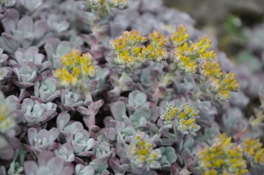 Spatelblättriges Fettblatt Sedum spathulifolium 'Purpureum' 5-10 Topf 9x9 cm (P9)