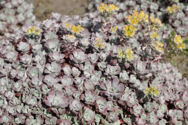 Spatelblättriges Fettblatt Sedum spathulifolium 'Purpureum' 5-10 Topf 9x9 cm (P9) Sedum spathulifolium 'Purpureum'