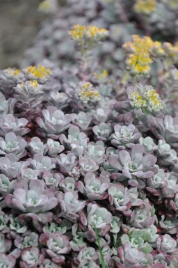 Spatelblättriges Fettblatt Sedum spathulifolium 'Purpureum' 5-10 Topf 9x9 cm (P9)